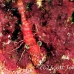 shrimp_hingebeak_nr_h_0705_png0973.jpg